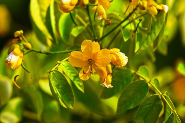 Hoja de sen Hoja de sen