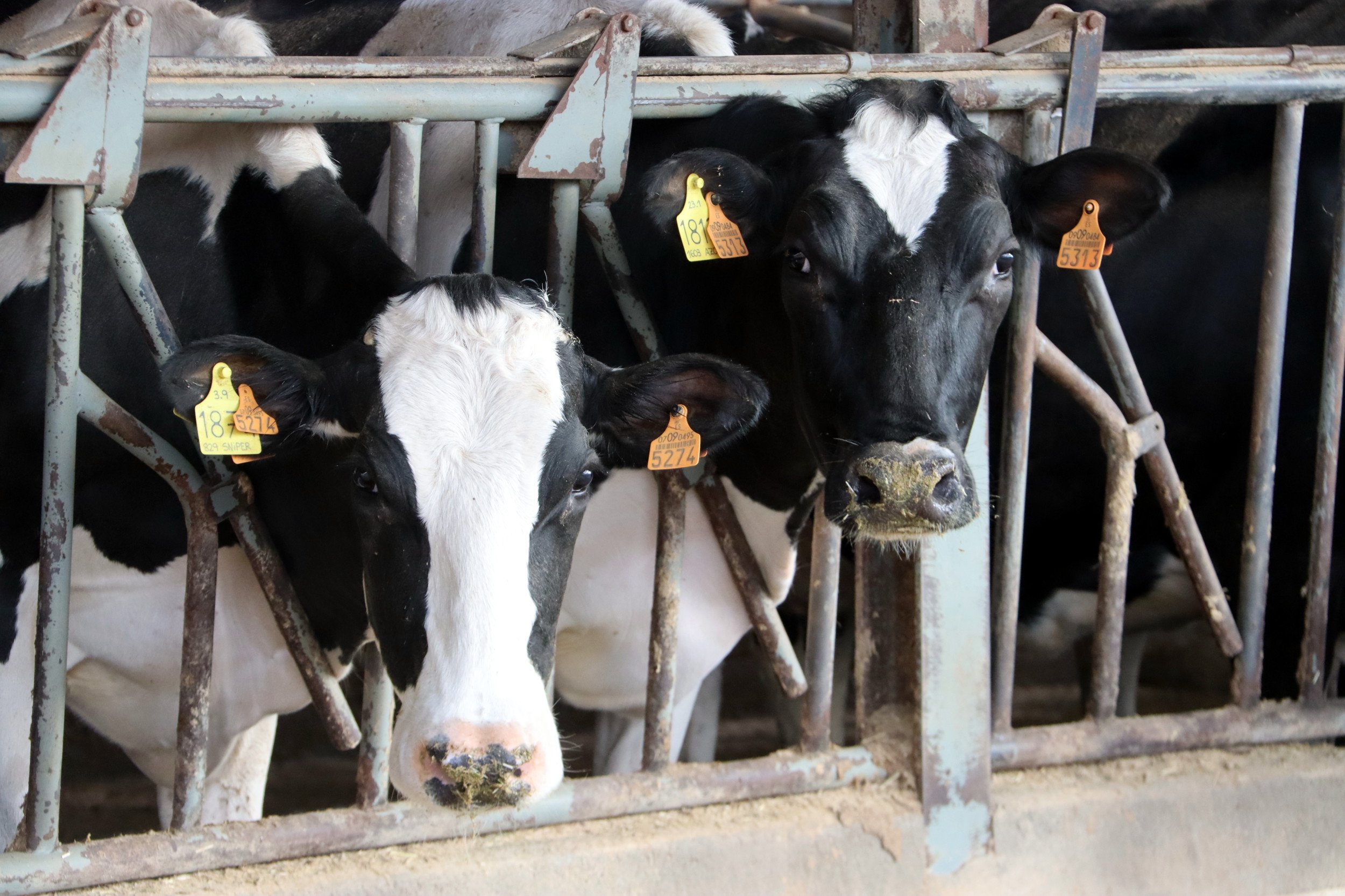 Els càrtels de la llet: els ramaders de Catalunya denuncien l'abús dels preus