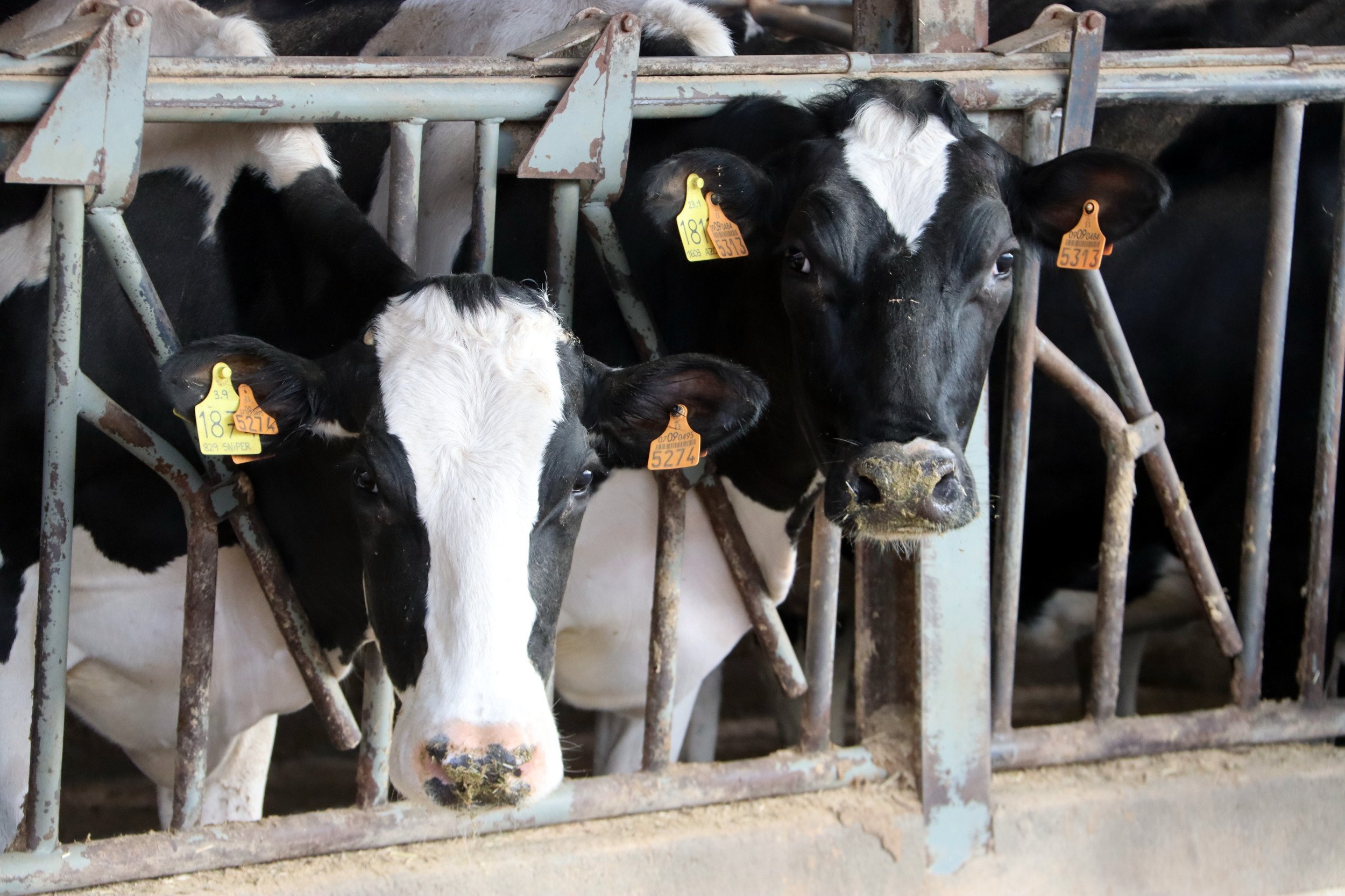 Los ganaderos catalanes avisan de que pronto faltará leche: ¿qué está pasando?