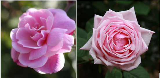 Rosas Rosas