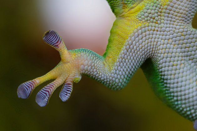 gecko. Pixabay