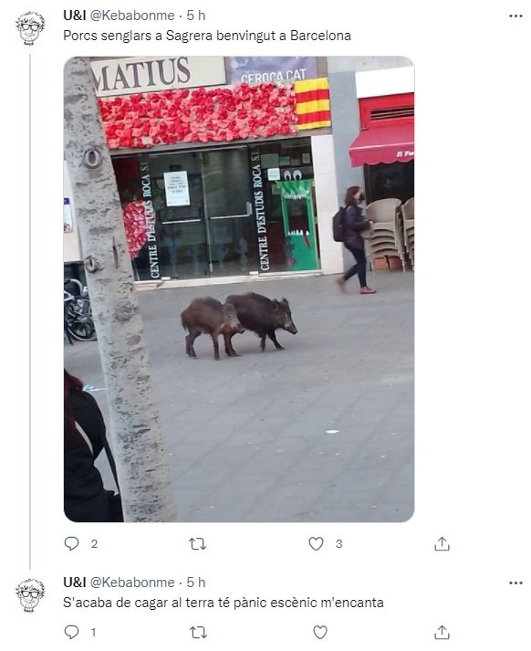 TUIT jabalis meridiana barcelona TUIT jabalis meridiana barcelona