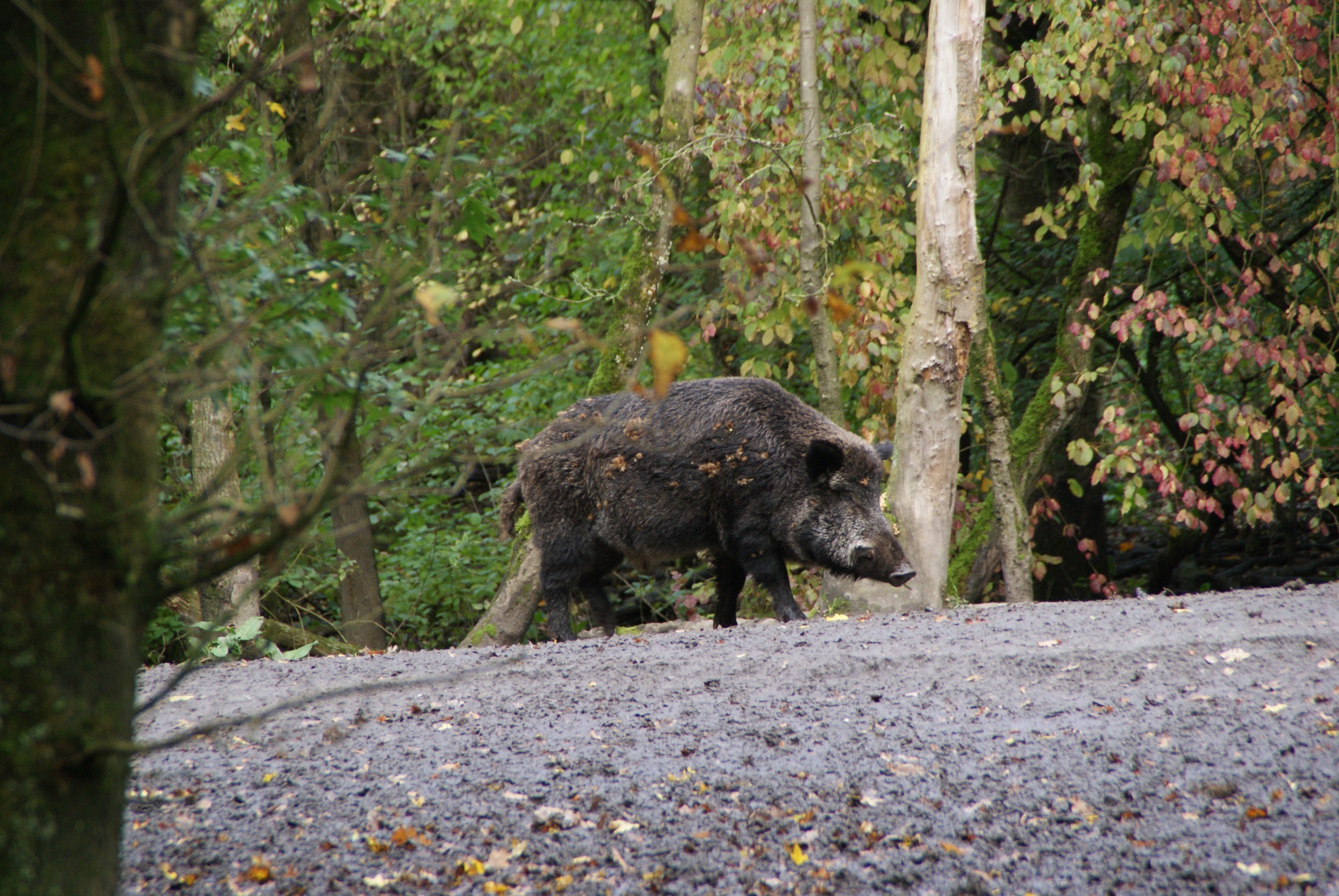 Dos jabalíes campan por la Meridiana durante dos horas