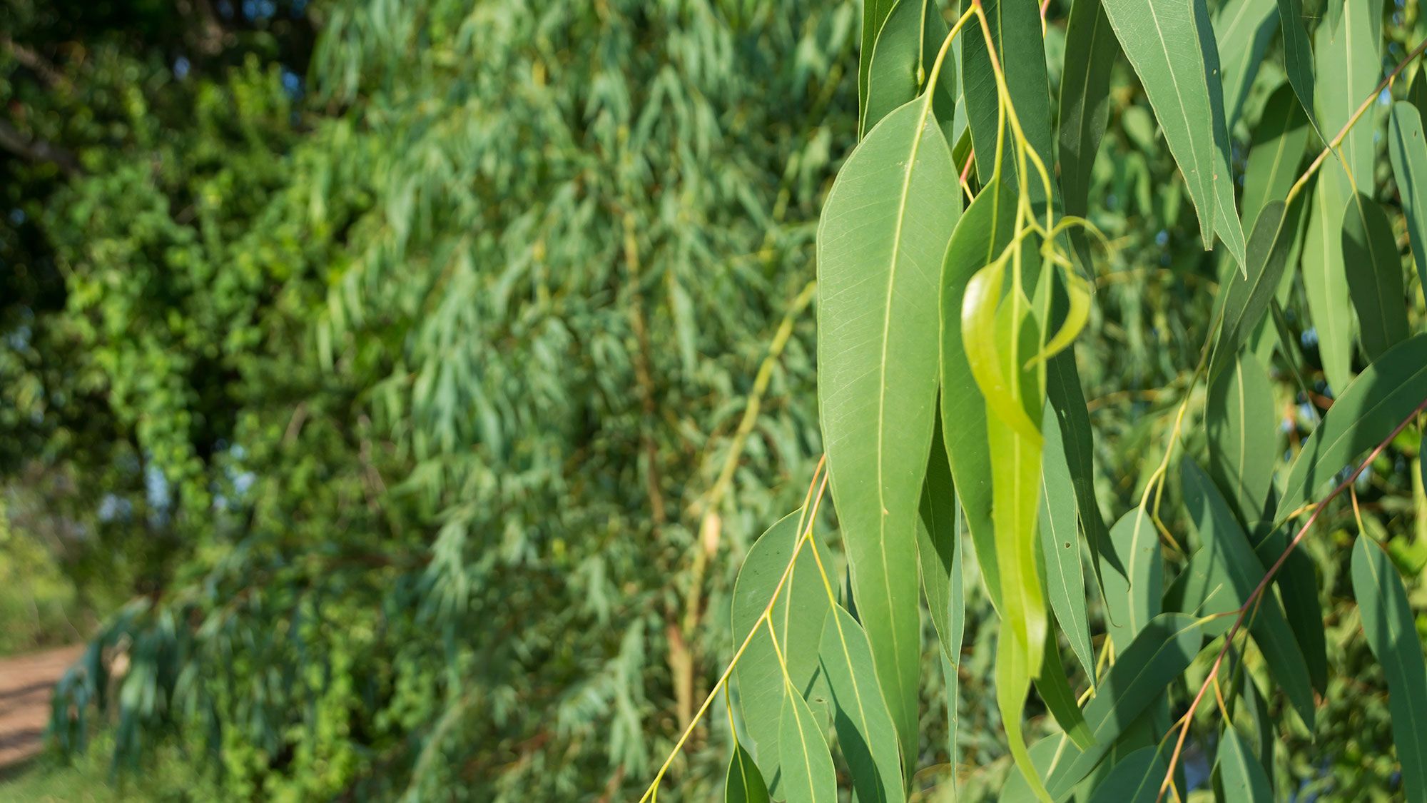 T'agrada l'eucaliptus? Descobreix els seus beneficis i propietats per al cos