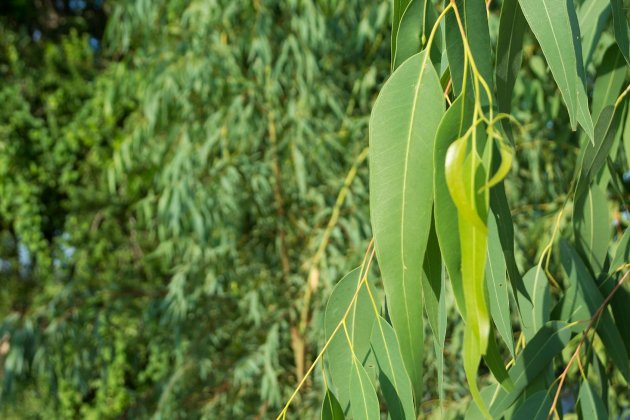 Árbor de l'eucaliptus