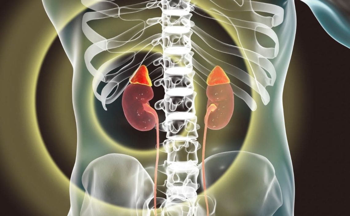 Los riñones son uno de nuestros órganos vitales. Aprende a cuidarlos