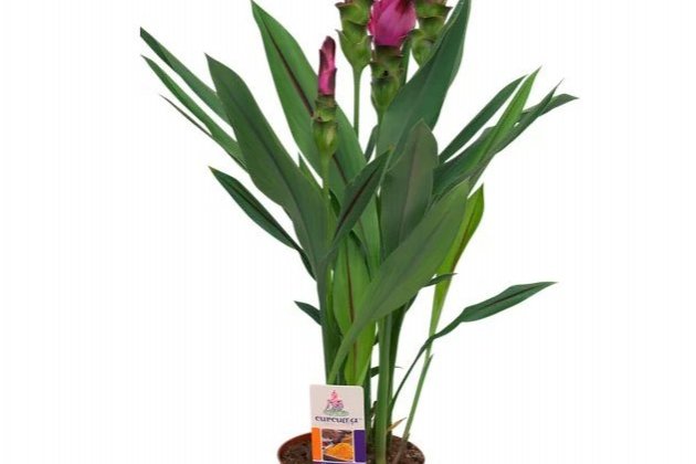 Cúrcuma alismatifolia 1 Cúrcuma alismatifolia 1