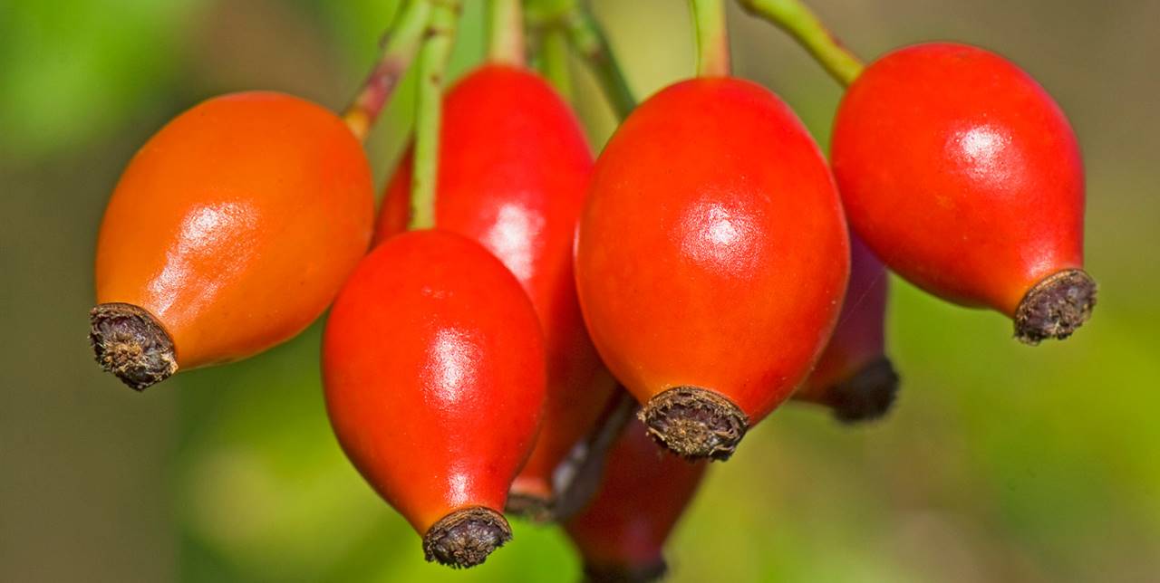 Escaramujo: un fruto rico en vitamina C ideal para los resfriados