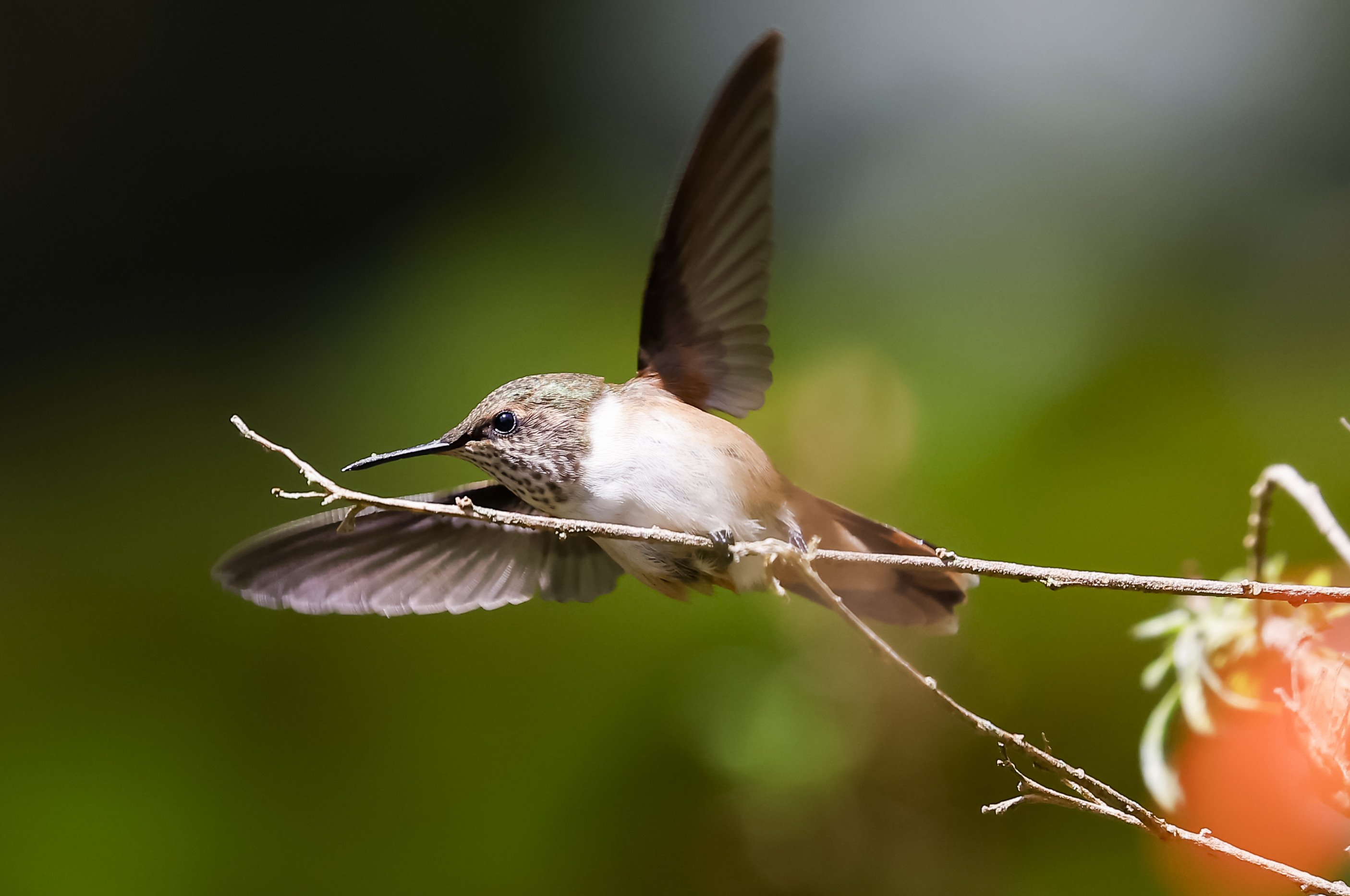 San josé (Costa Rica)