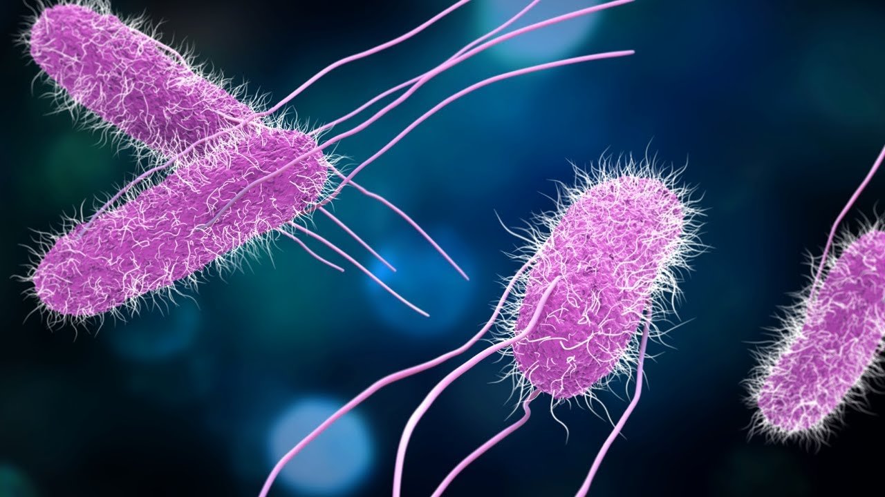 Riscos de l'estiu: salmonella i altres intoxicacions alimentàries