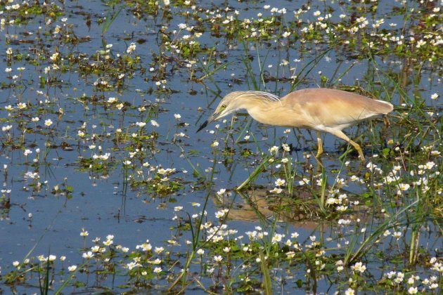 Foto de Maren Wulf; Garcilla cangrejera de cacería|caza entre ranúnculos.