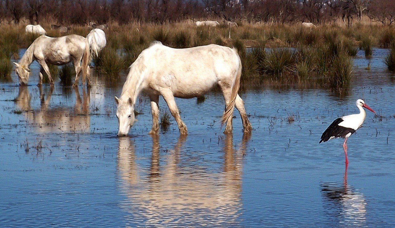 Una chica de 33 años muere al desbocarse unos caballos en una excursión a l'Escala