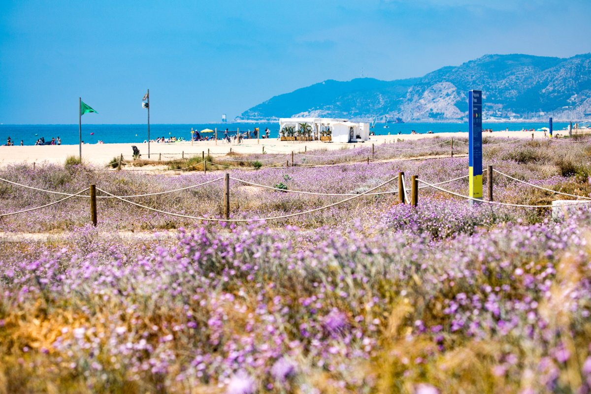 Las playas metropolitanas de Barcelona hacen de reserva natural de mariposas