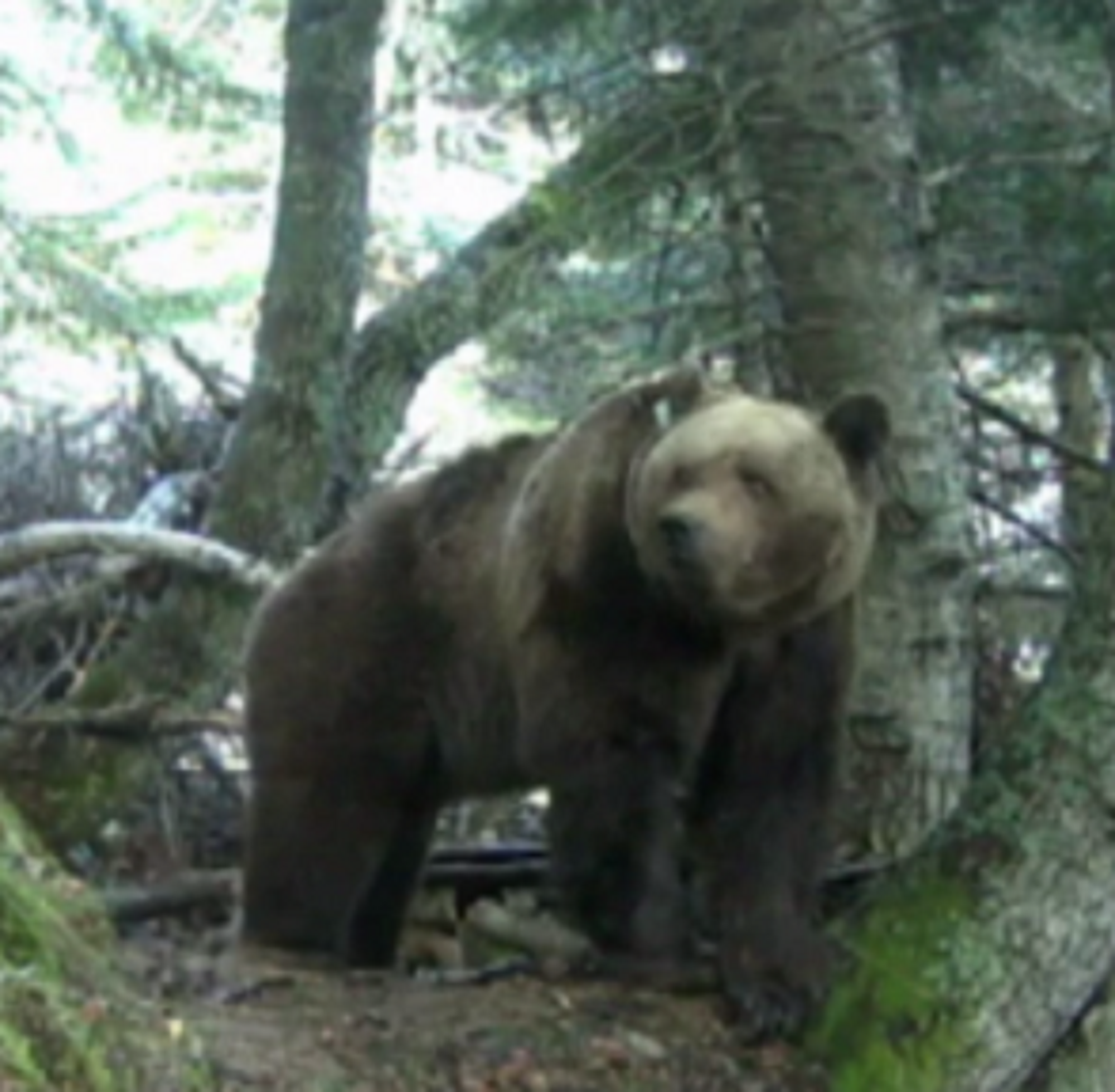 El oso reaparece en la Val d'Aran con ataques a varios animales