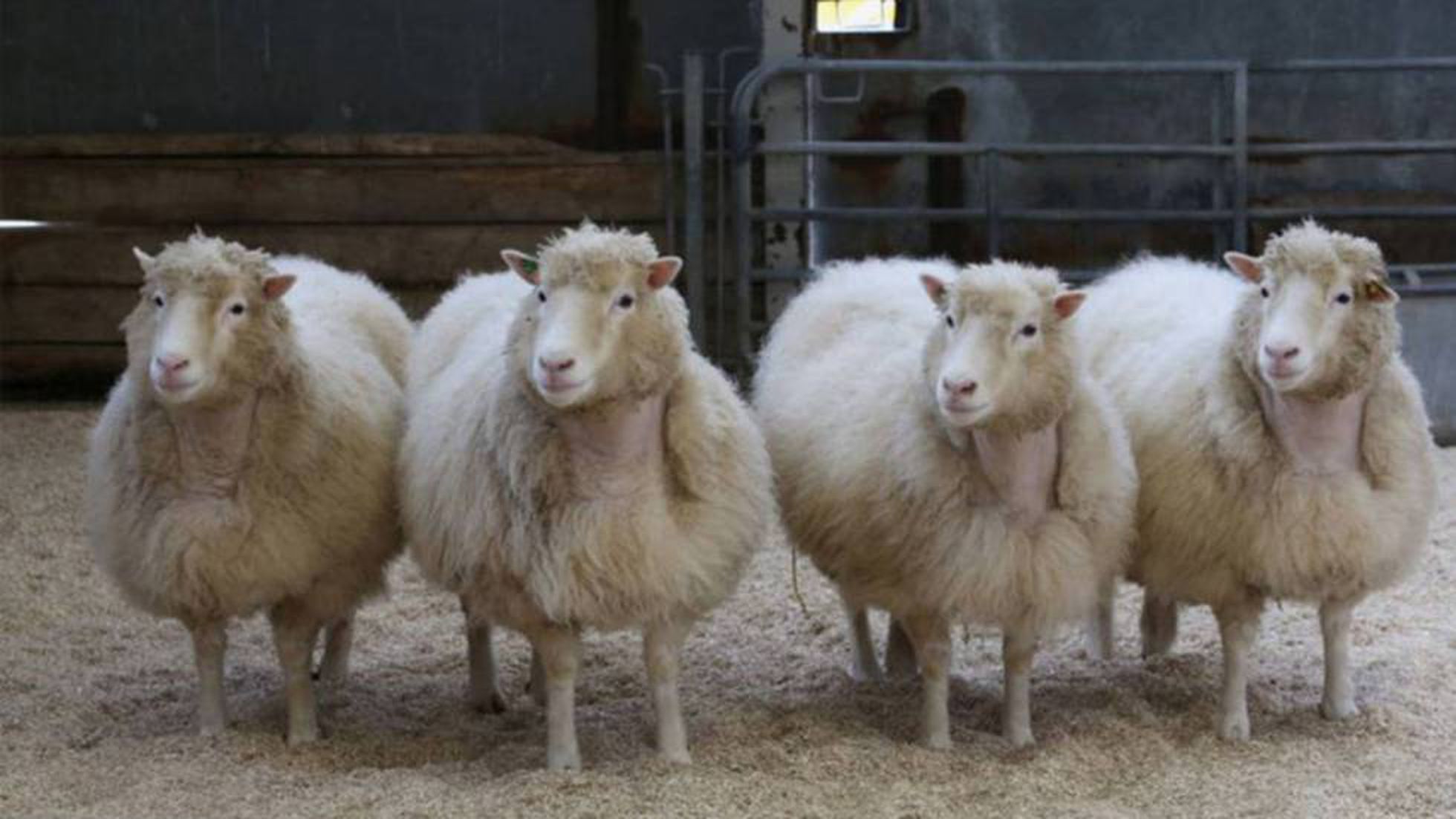 La nueva moda de clonar mascotas al morir cuesta 5.000 euros