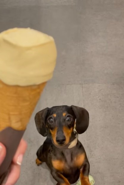 perro mariechantal perro mariechantal
