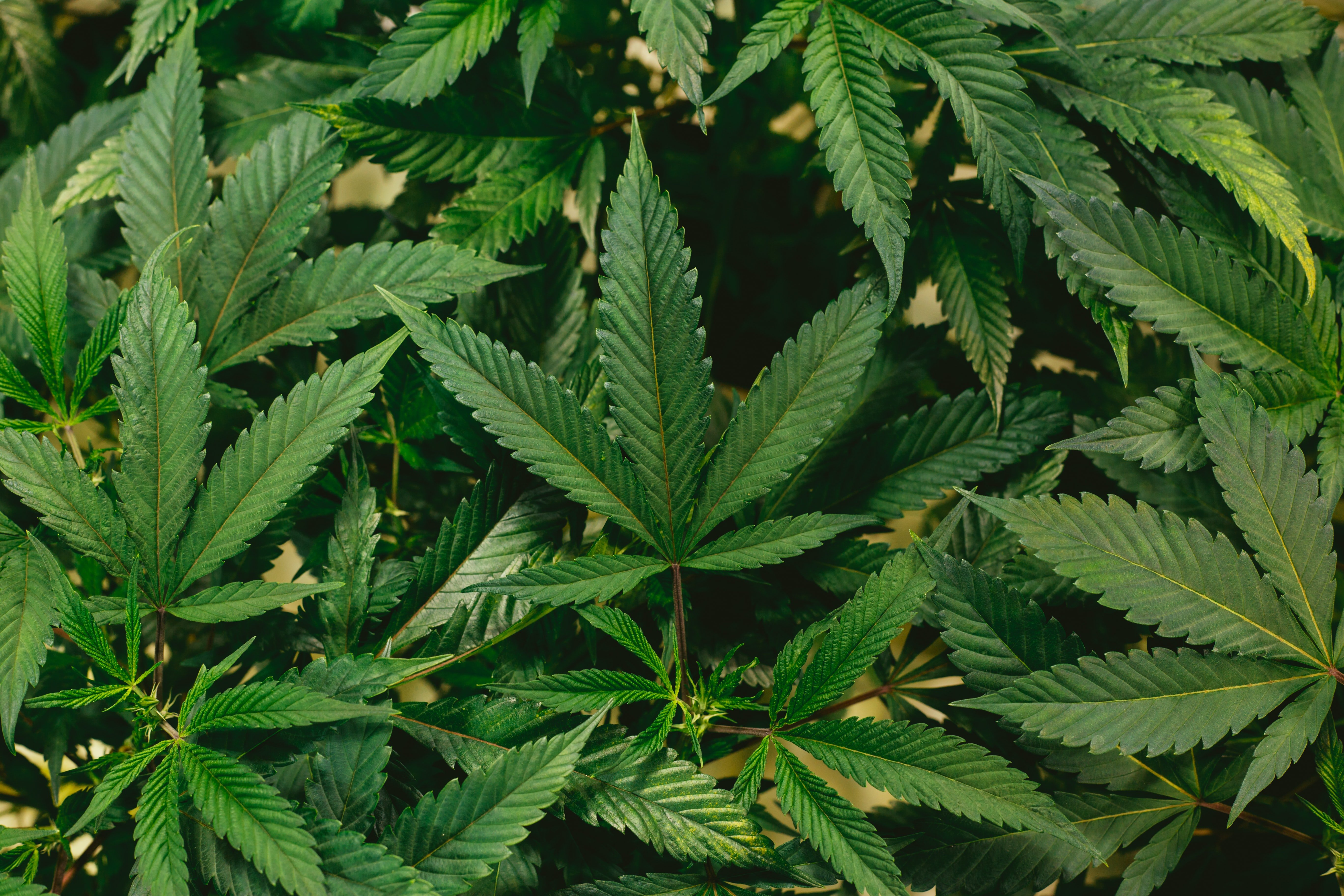 La majoria del Congrés, a favor de regular el cànnabis medicinal