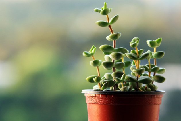 Mini planta Mini planta