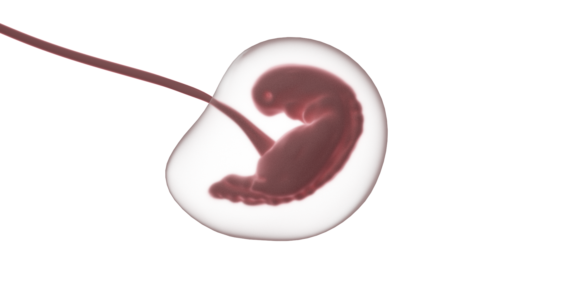 El problema dels “embrions sense destí”: què són i què passa amb ells?