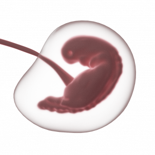 fetus pixabay