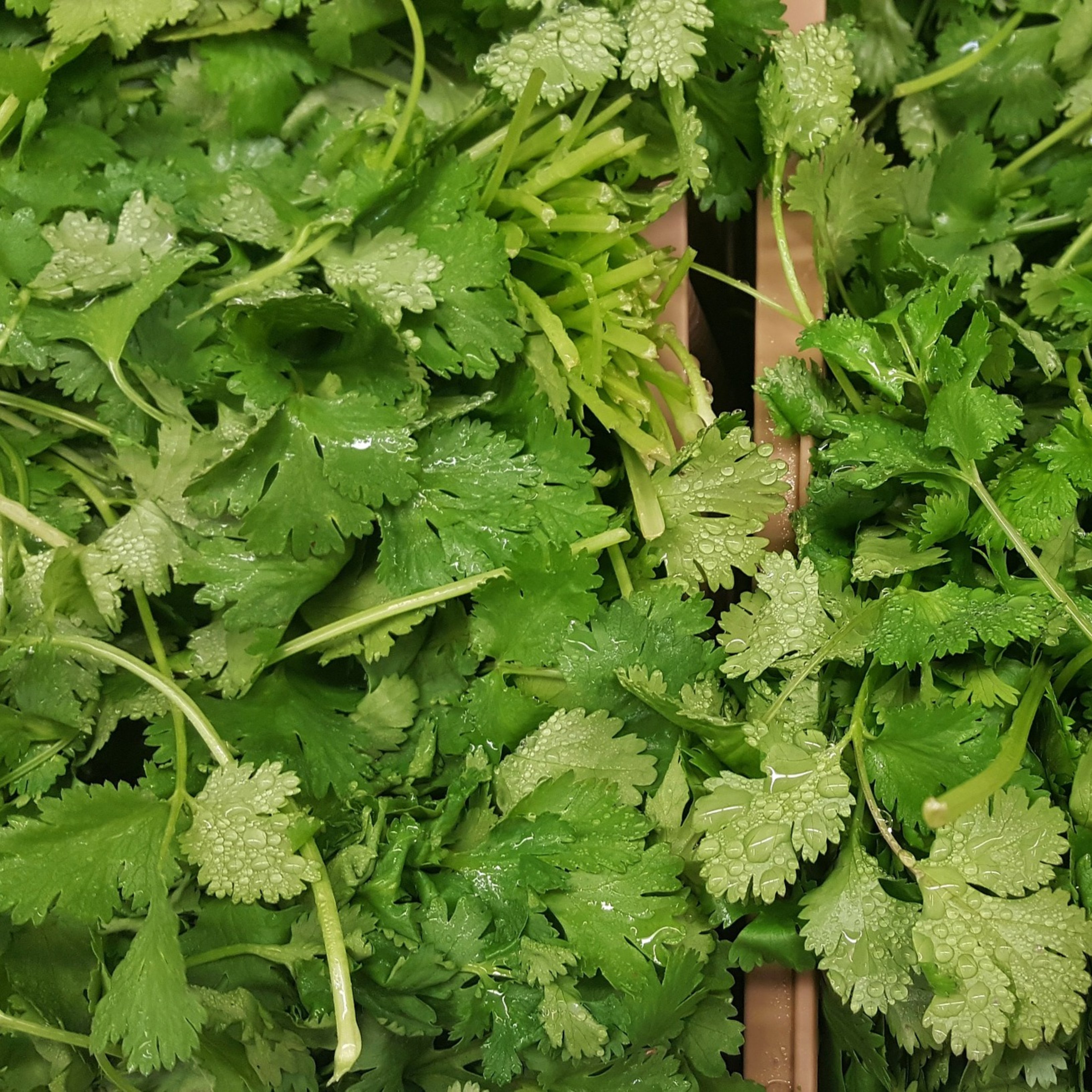 Conoce el cilantro como fuente de salud