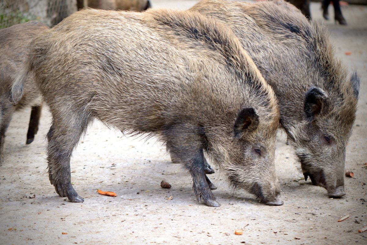Barcelona reforçarà la lluita contra els porcs senglars amb més trampes