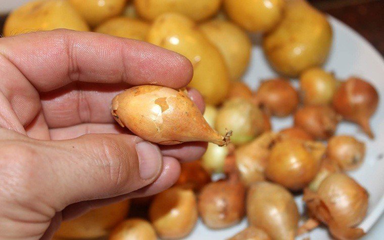 xurrasco adobat al forn pas2 xurrasco adobat al forn pas2