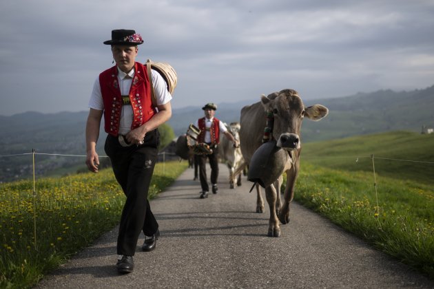 5  Granjeros y vacas alpinas participan Alpaufzug, conducción ceremonial ganado Alpes, Weissbad   Foto Gian Ehrenzeller Efe