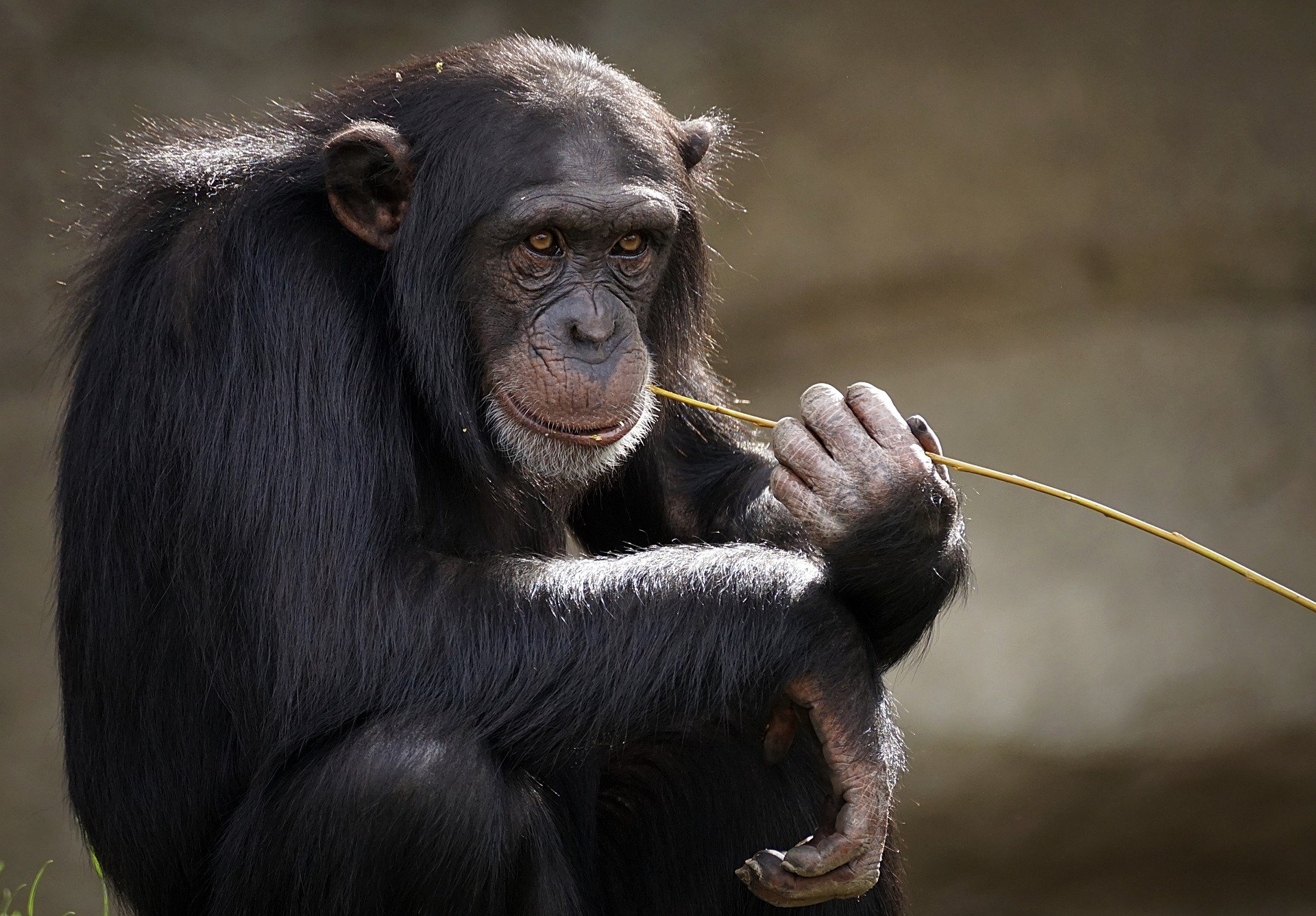 L'Hospital Clínic estudia el primer cas sospitós de verola del mico a Catalunya