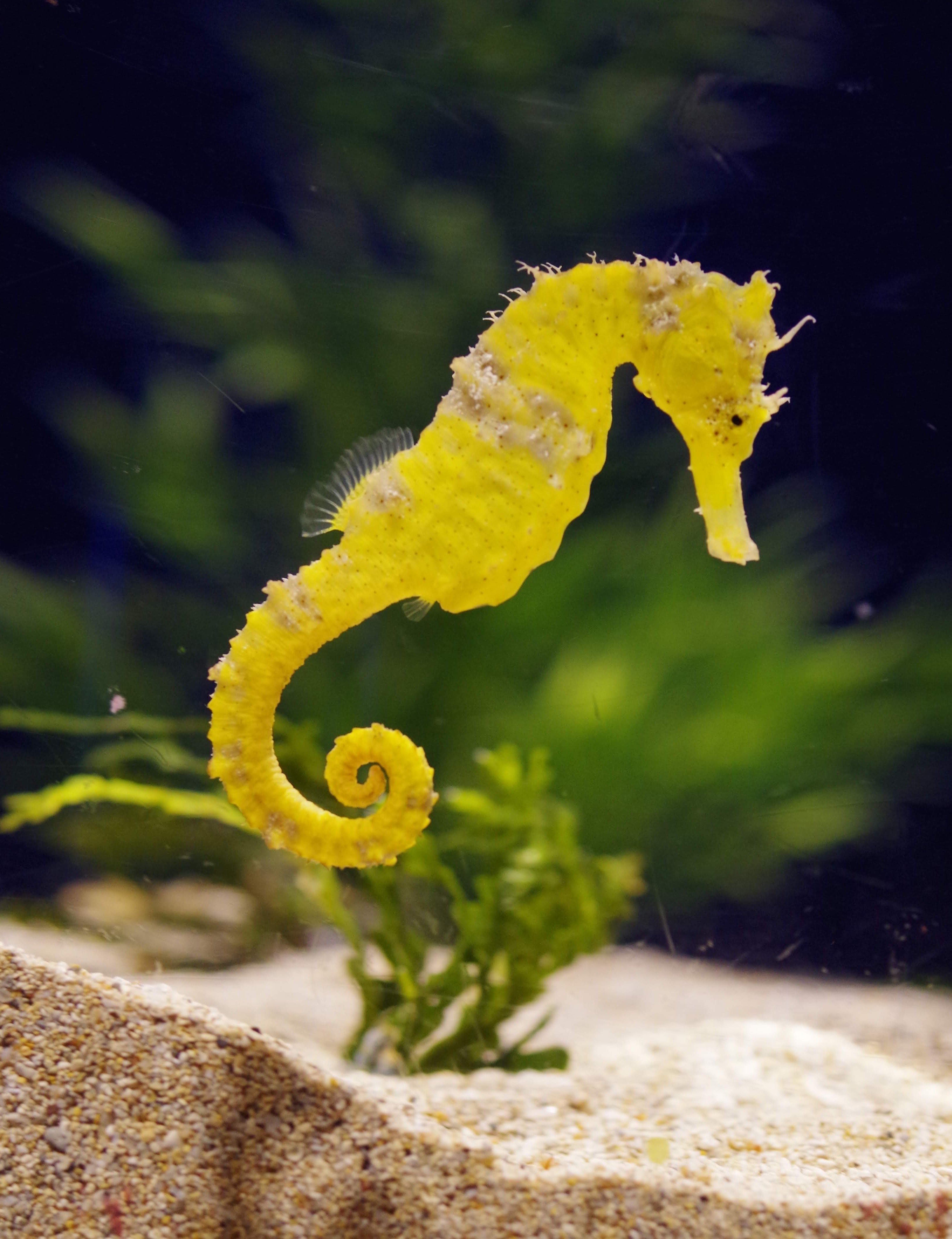 Cavallet de mar Valkyrie Pierce unsplash Cavallet de mar Valkyrie Pierce unsplash