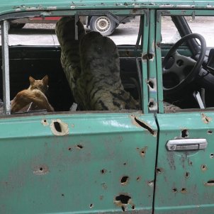 kharkiv coche gato bombardeo ucrania guerra rusia ucrania efe