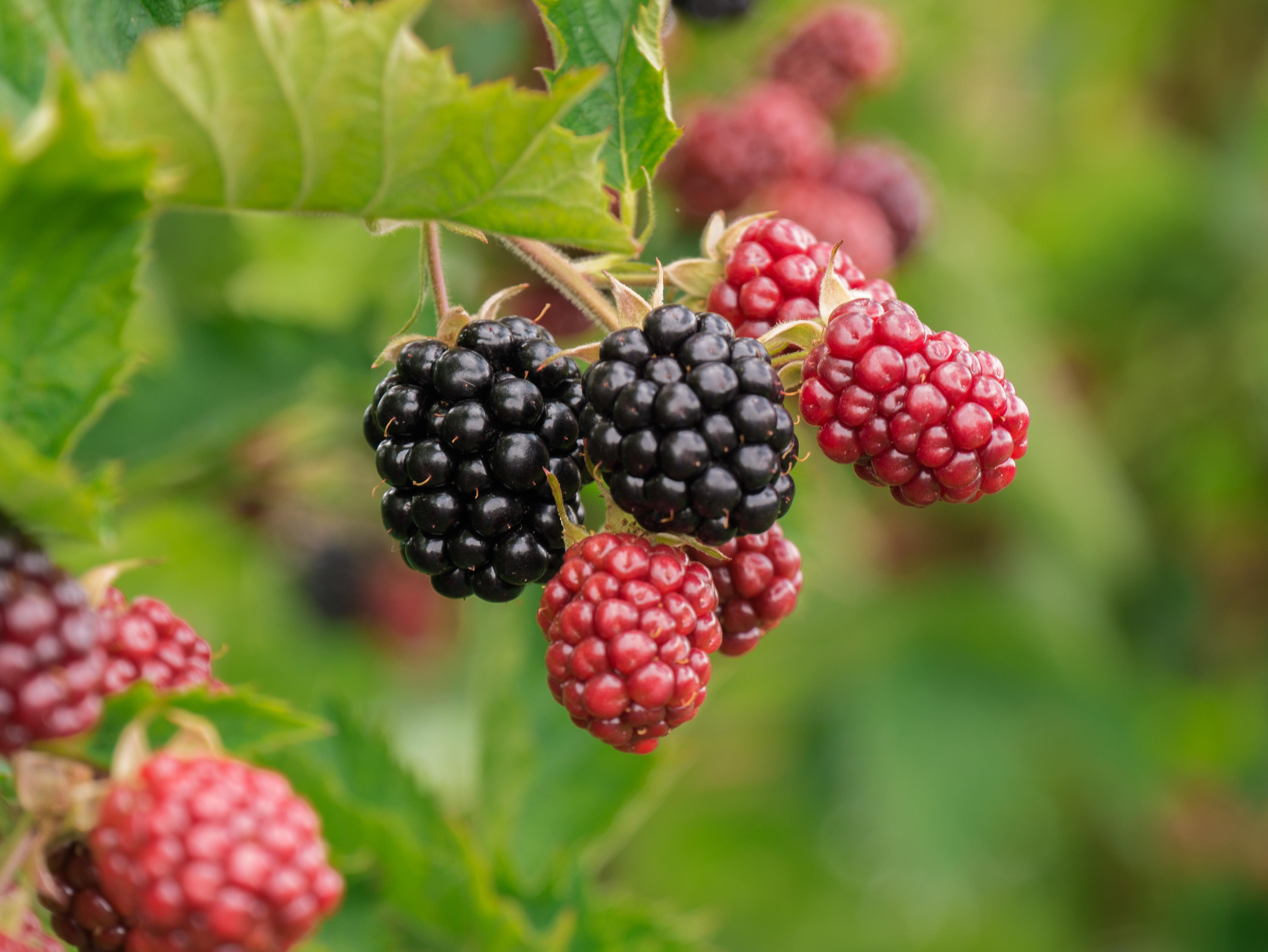 Moras : Pixabay Moras : Pixabay