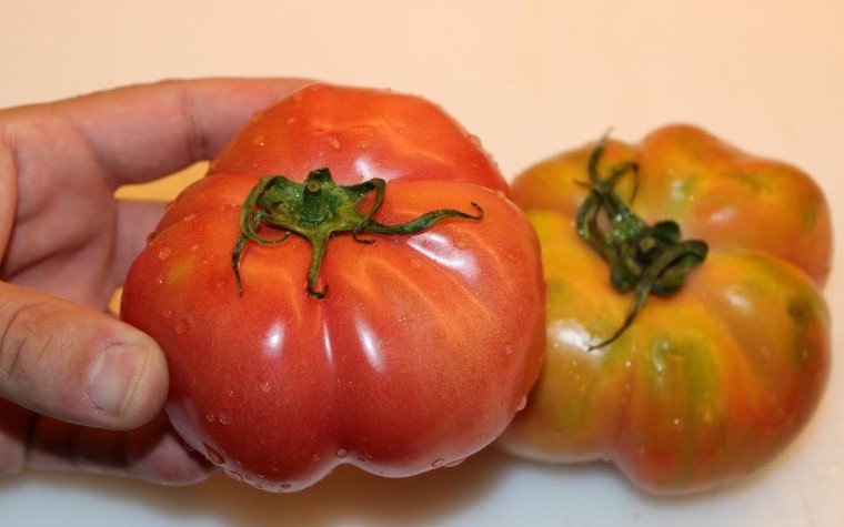 tomaquets monserrat anxoves pas1