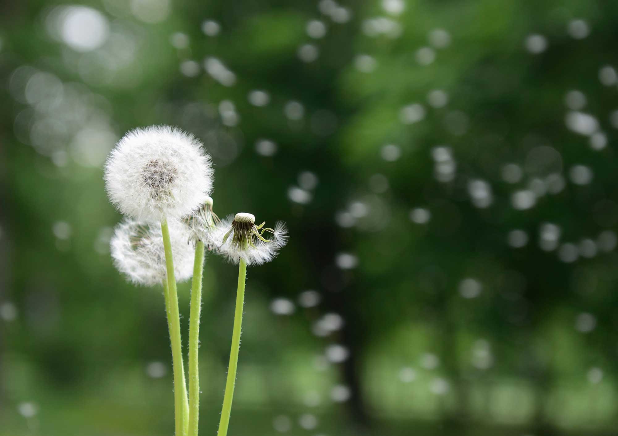 Retención de líquidos: 3 plantas medicinales que nos ayudan