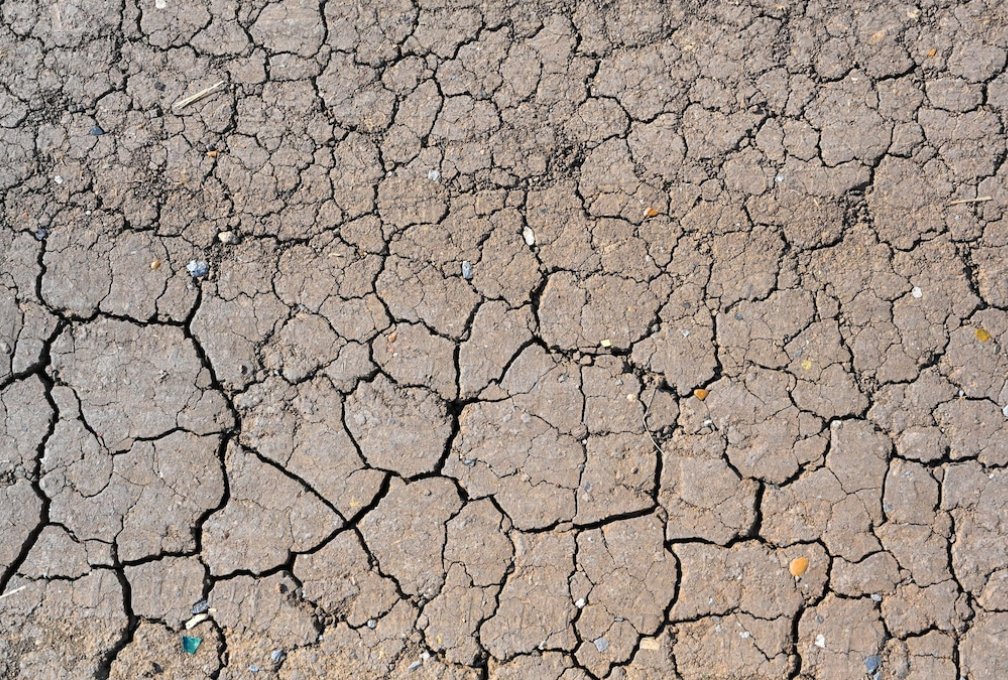 L'Aràbia Saudita, l'Àfrica i Llatinoamèrica aposten per la lluita contra la desertificació