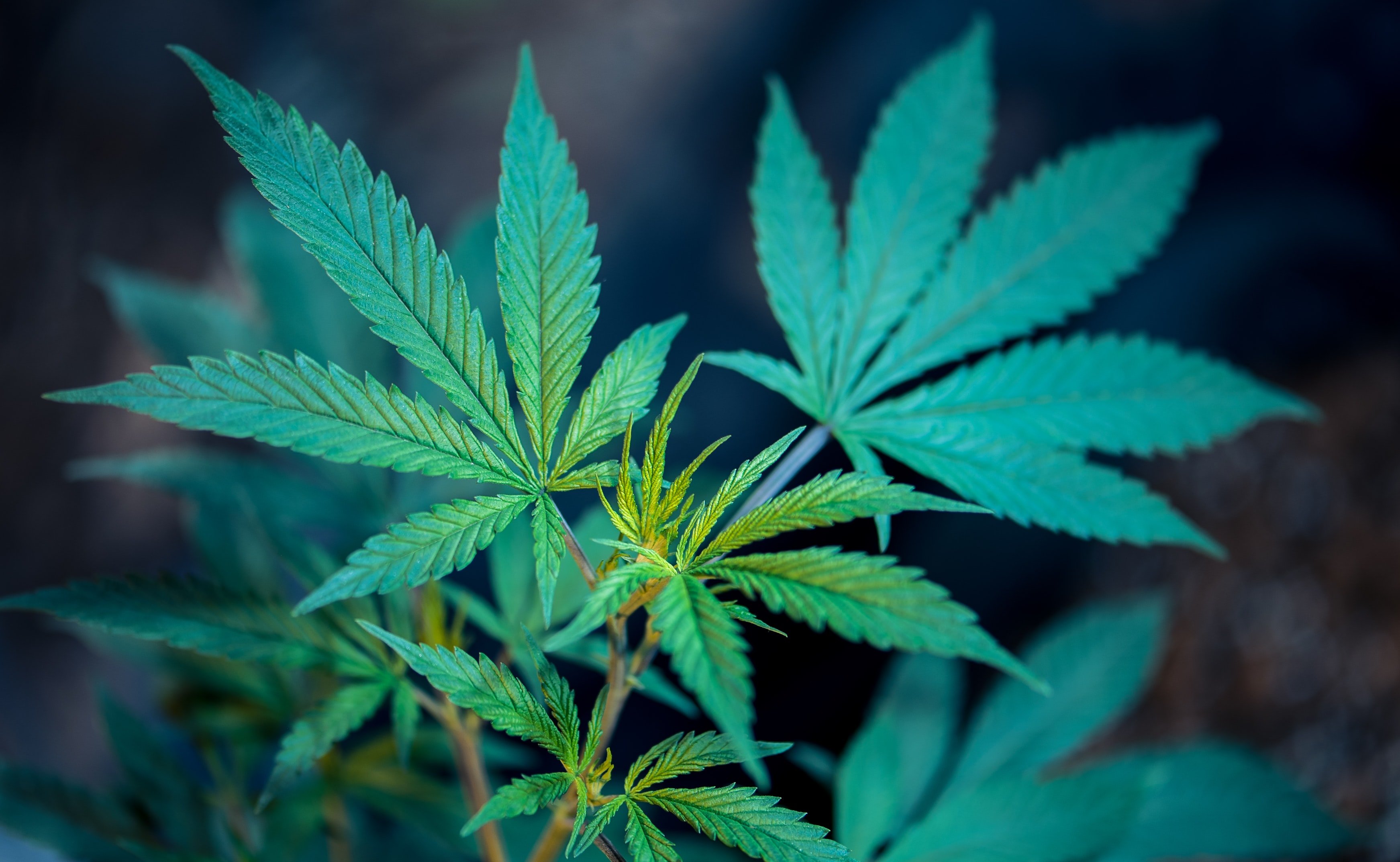 Com serà la regulació del consum medicinal de cànnabis?