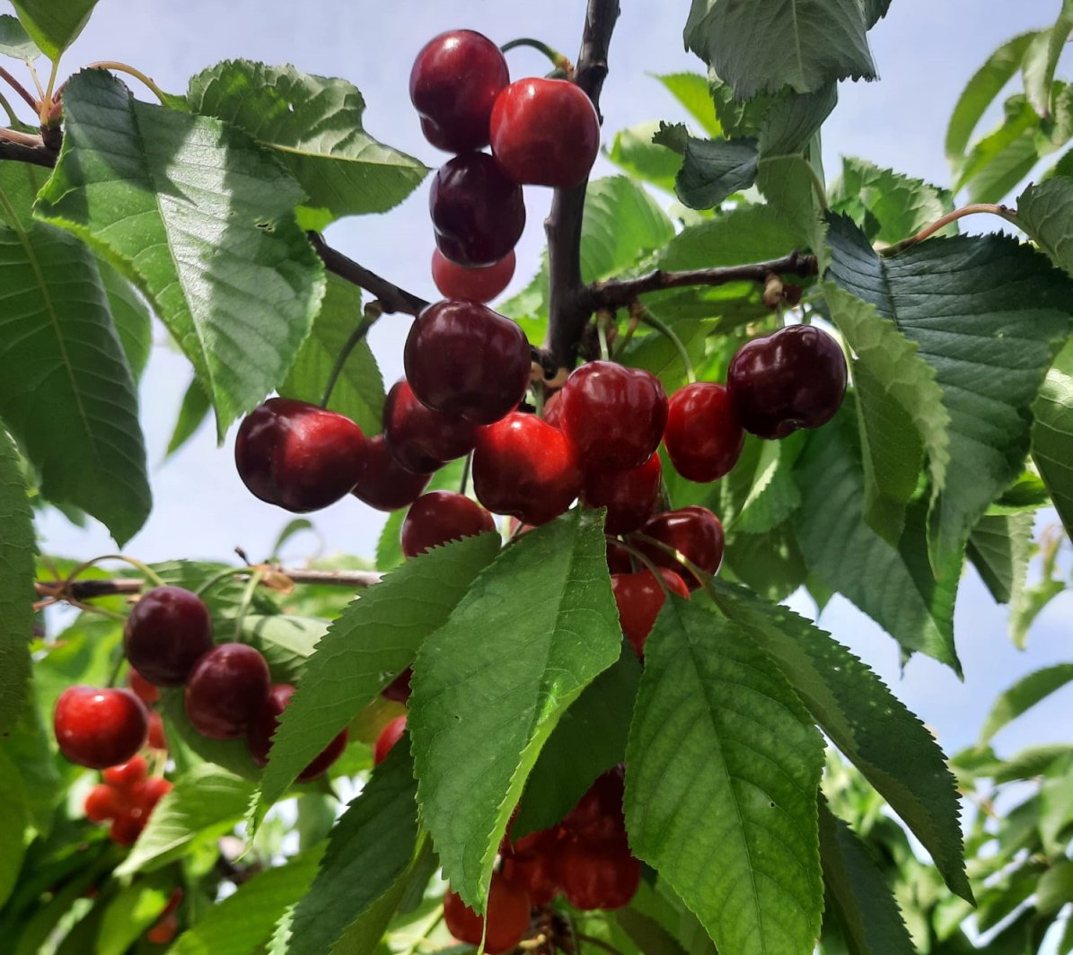 La cereza, una fruta sabrosa y saludable ideal para este verano