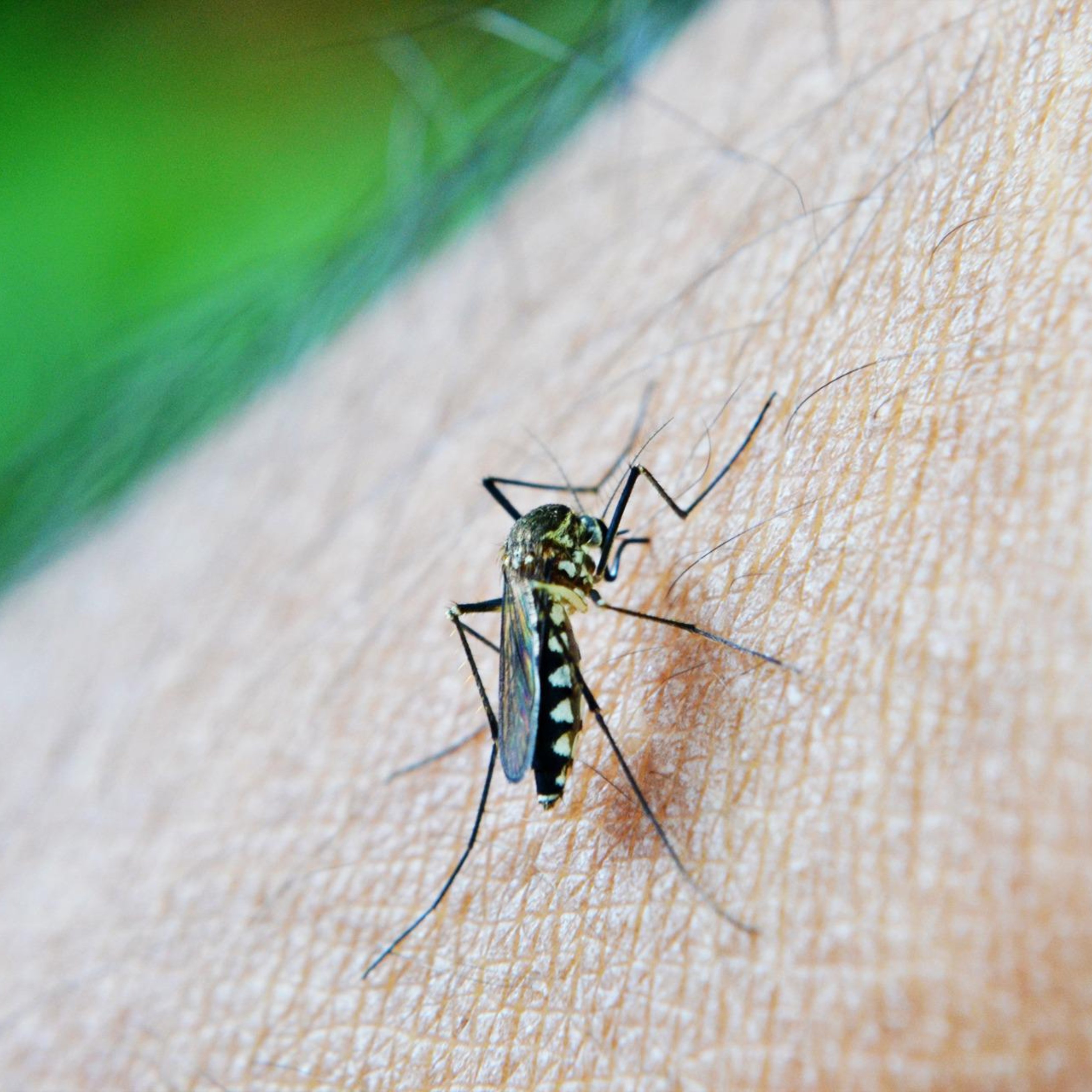 7 remeis casolans per a les picades de mosquit