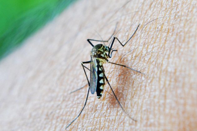 Mosquit sobre la pell