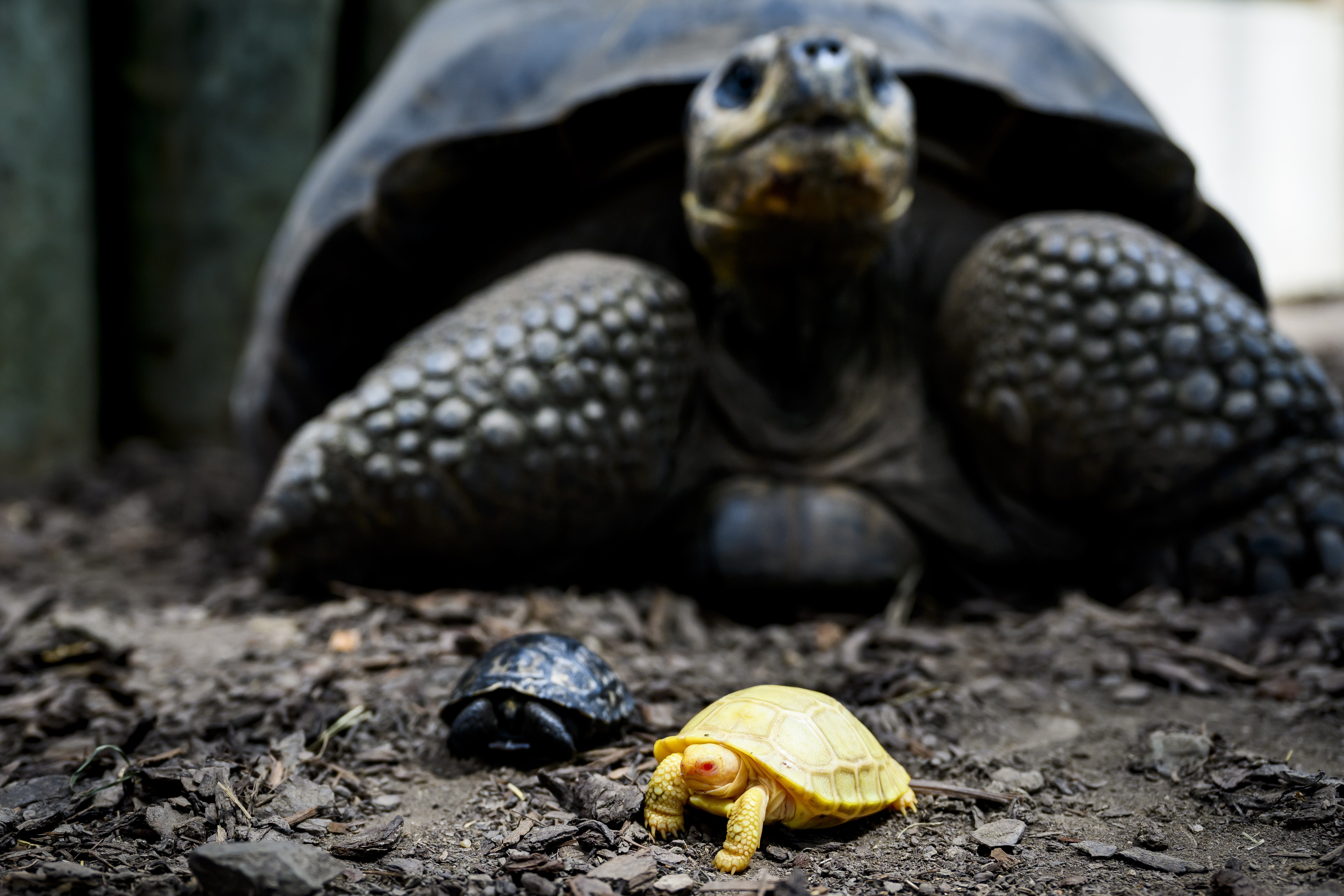 La tortuga albina, las elecciones en Corea del Sur, la guerra de Ucrania y más: la vuelta al mundo en 15 fotos