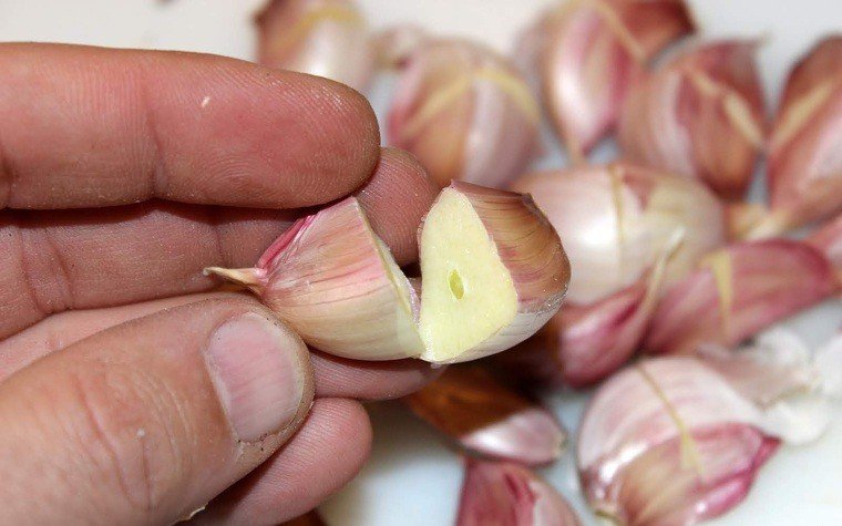 cuixa gall dindi al forn pas10