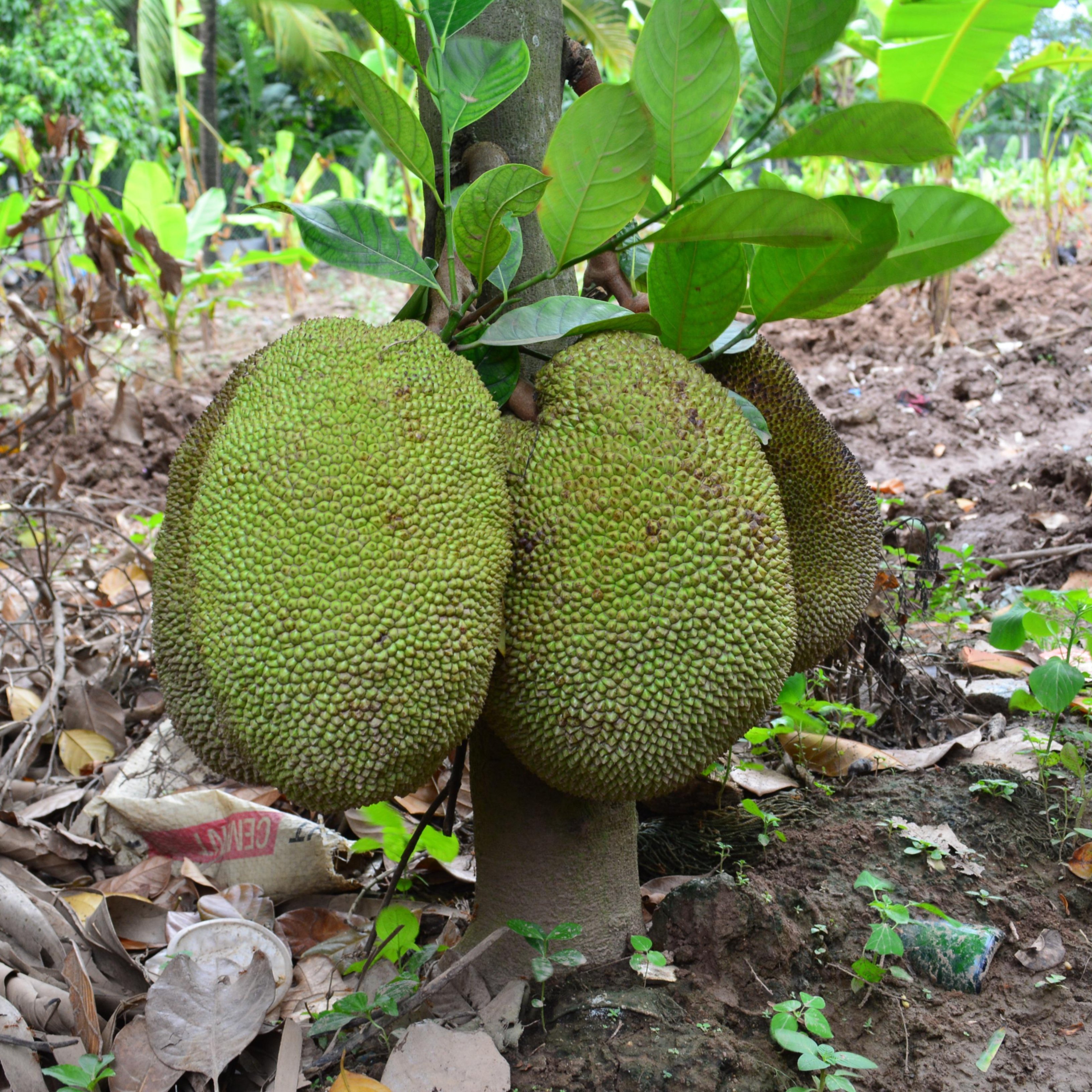 Cómo es el jackfruit, la planta que ha revolucionado la dieta vegetariana
