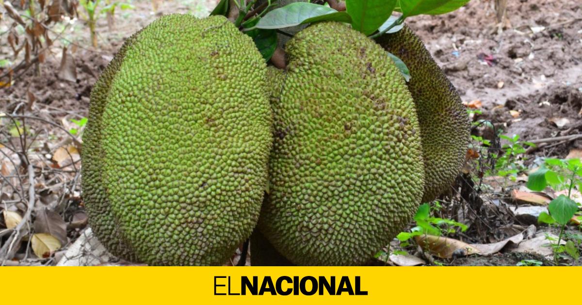 Cómo es el jackfruit, la planta que ha revolucionado la dieta vegetariana