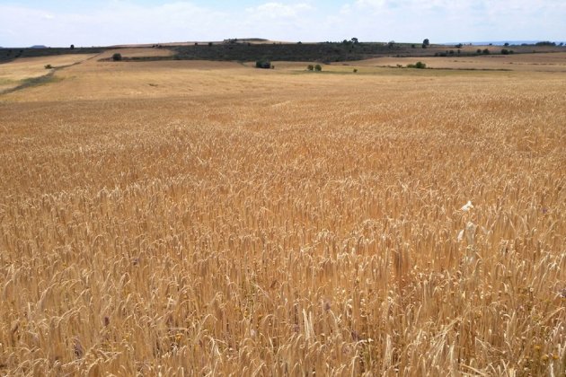 Campo de cebada / Foto: JARC Twitter Campo de cebada / Foto: JARC Twitter