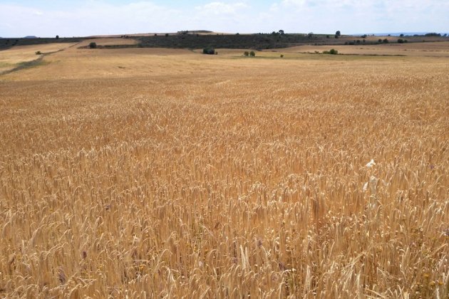 Campo de cebada / Foto: JARC Twitter