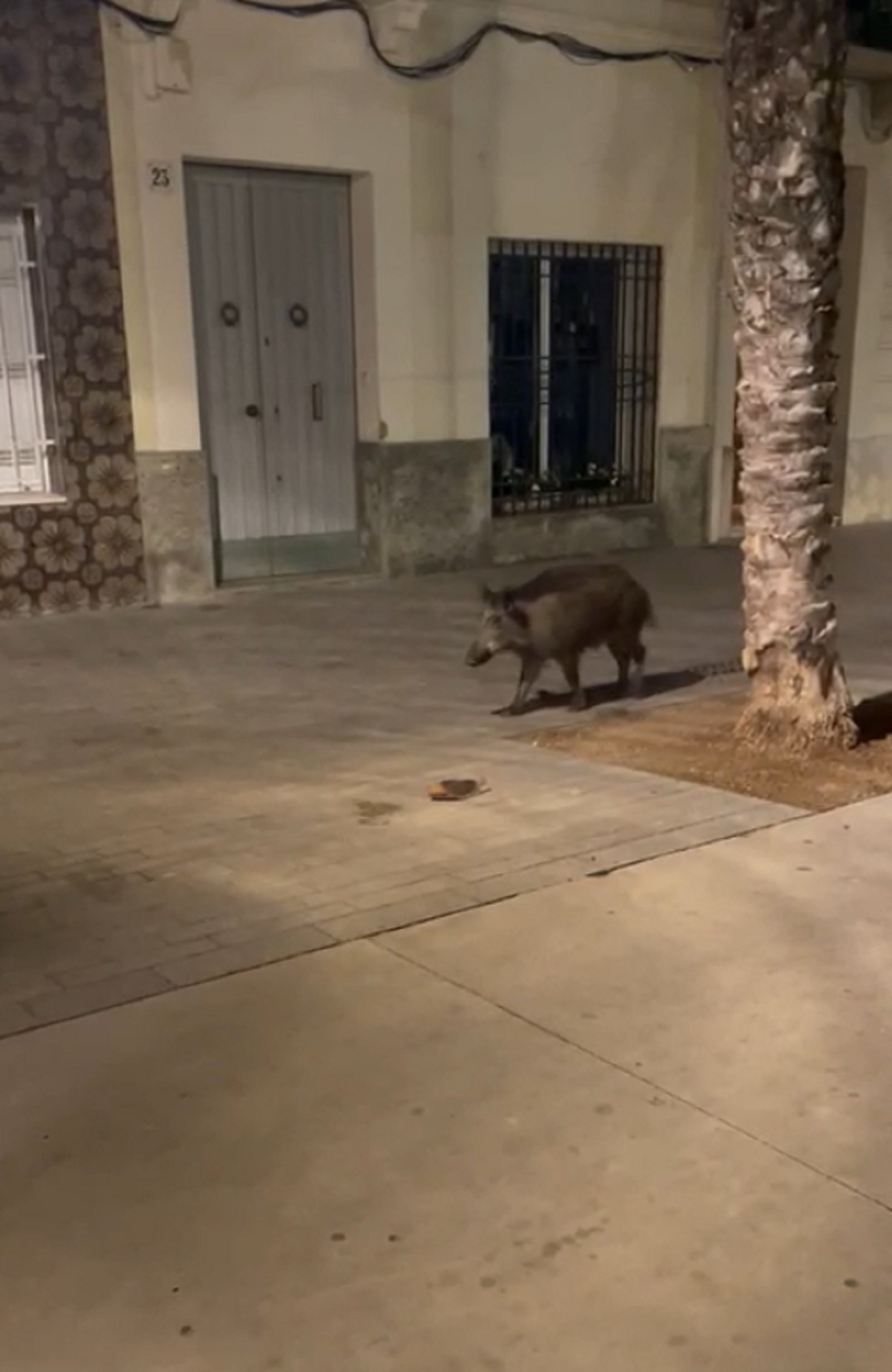 Un jabalí llega hasta el paseo Marítimo de Badalona