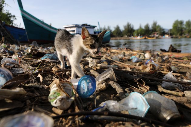 Gato camina montón basura río Aceh Banda  Indonesia / Foto: Hotli Simanjuntak/Efe