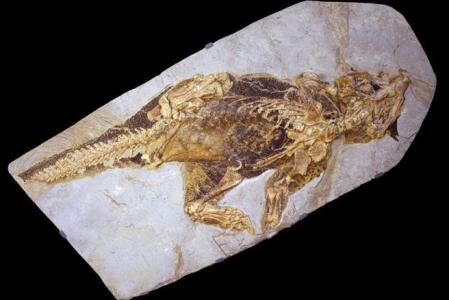 Fósil del Psittacosaurus