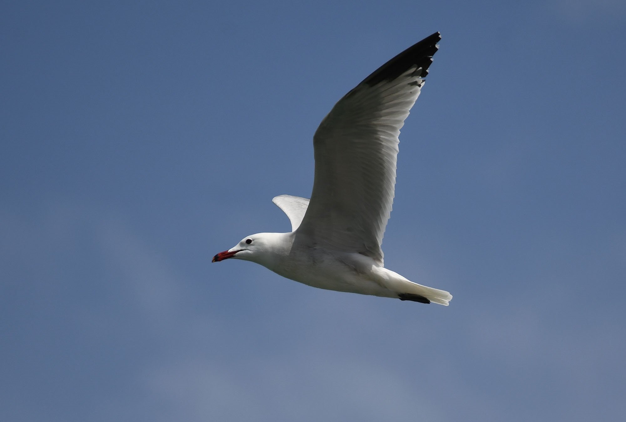 Nueva recomendación en Barcelona: no visitar los cementerios en pleno día para evitar las gaviotas