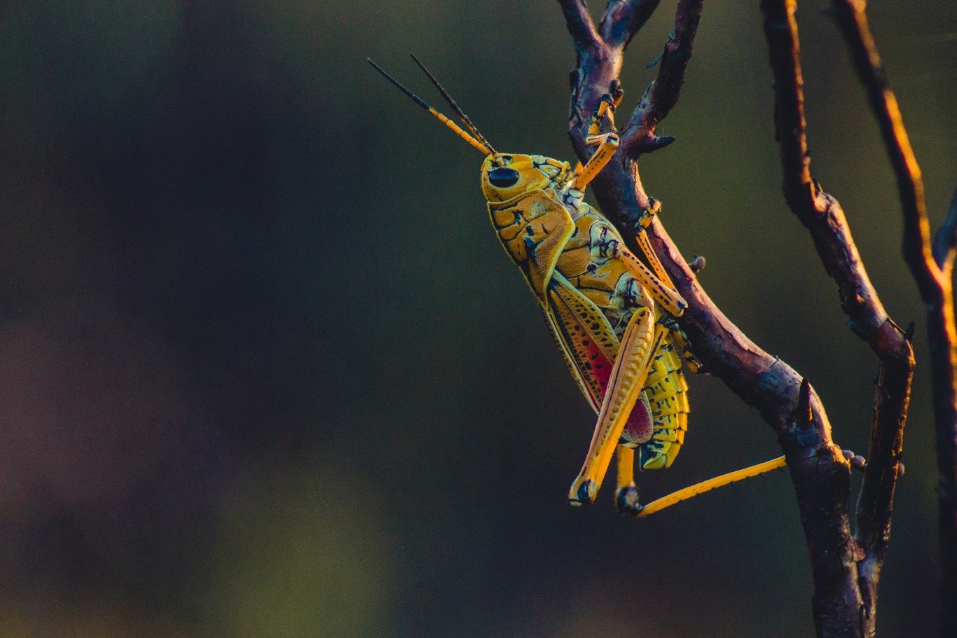 Hi ha alguns insectes que beuen llàgrimes, i aquest és el motiu